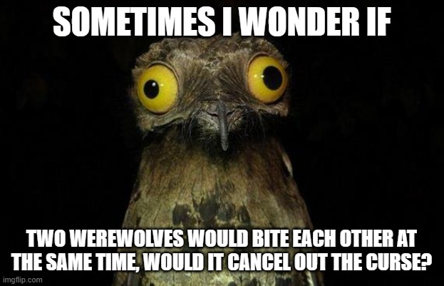 Weird Stuff I Do Potoo Meme | SOMETIMES I WONDER IF; TWO WEREWOLVES WOULD BITE EACH OTHER AT THE SAME TIME, WOULD IT CANCEL OUT THE CURSE? | image tagged in memes,weird stuff i do potoo | made w/ Imgflip meme maker