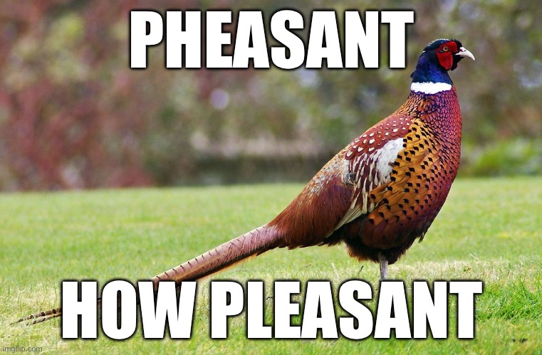 Pheasant pleasant peasant- | PHEASANT; HOW PLEASANT | image tagged in memes,random,bird,play on words | made w/ Imgflip meme maker