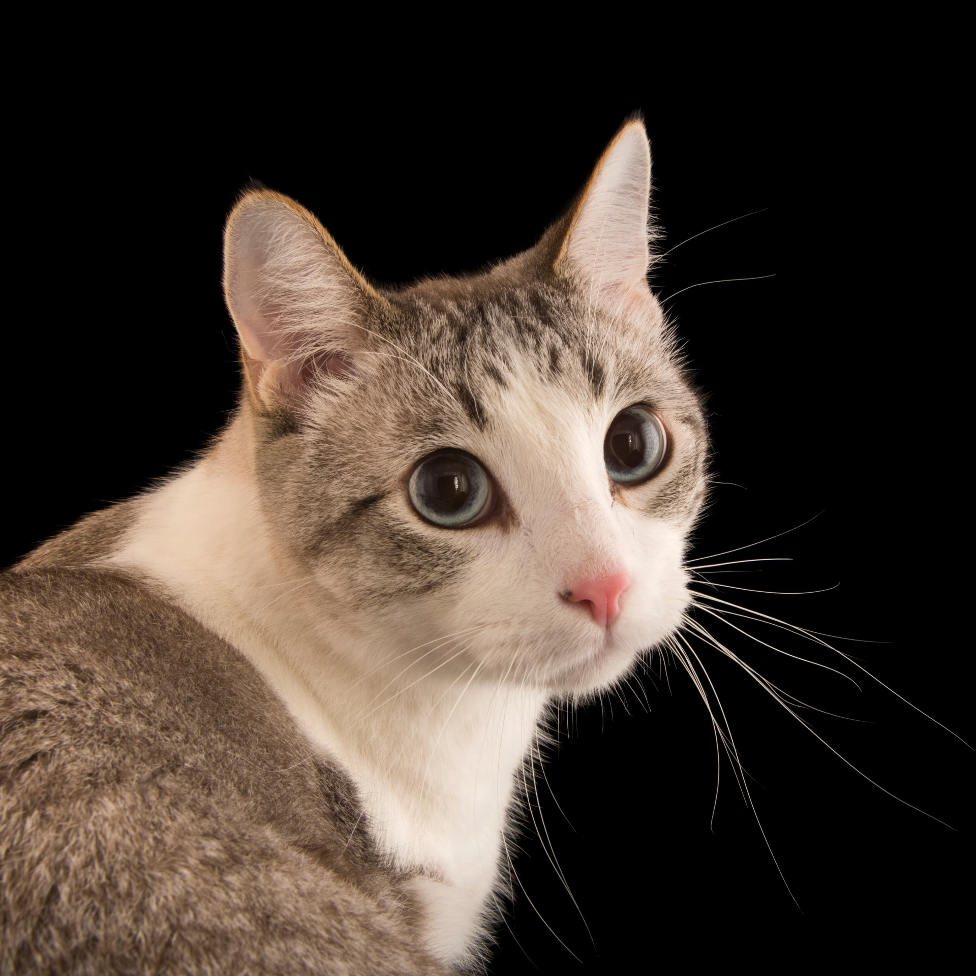 Cat Crimes Blank Meme Template