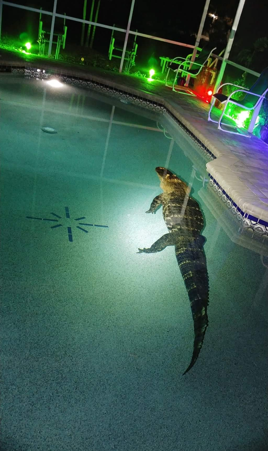 Alligator in pool 2 Blank Meme Template