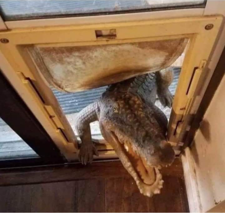 High Quality Gator in dog door Blank Meme Template