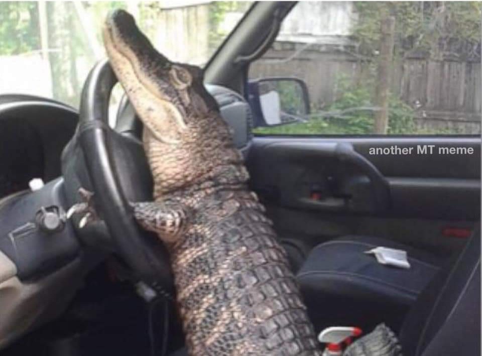 High Quality Alligator driving Blank Meme Template