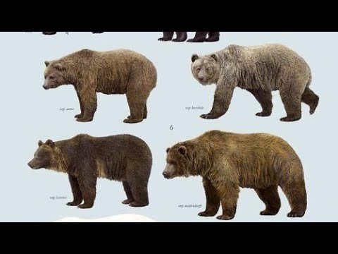 Bears Blank Meme Template