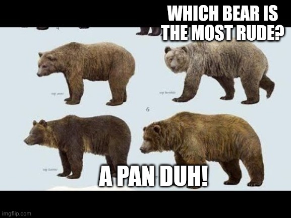 Bears | WHICH BEAR IS THE MOST RUDE? A PAN DUH! | image tagged in bears | made w/ Imgflip meme maker