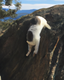 Cat falling off cliff Blank Meme Template