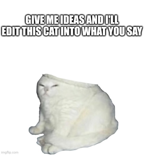 Bored also gm | GIVE ME IDEAS AND I'LL EDIT THIS CAT INTO WHAT YOU SAY | image tagged in party hat cat,memes,funny,cats | made w/ Imgflip meme maker