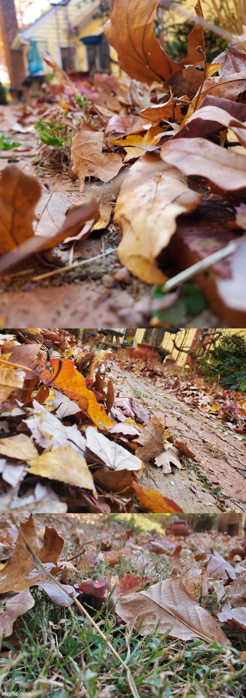 Fall Photo! | image tagged in photo | made w/ Imgflip meme maker