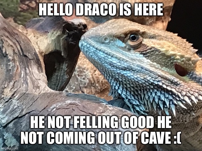 Hi | HELLO DRACO IS HERE; HE NOT FELLING GOOD HE NOT COMING OUT OF CAVE :( | image tagged in dragon ball z | made w/ Imgflip meme maker