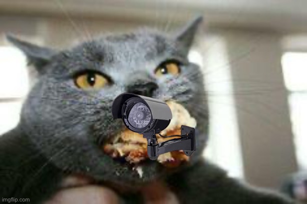 Cat-eating | image tagged in cat-eating | made w/ Imgflip meme maker