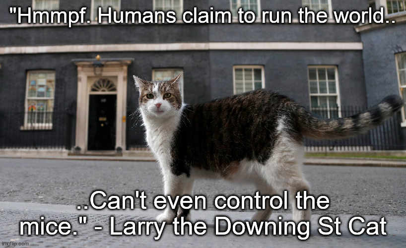 Larry the Downing St Cat | "Hmmpf. Humans claim to run the world.. ..Can't even control the mice." - Larry the Downing St Cat | image tagged in cat,britain,england,politics,aww,cute | made w/ Imgflip meme maker