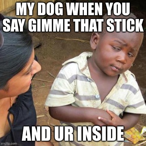 Third World Skeptical Kid Meme | MY DOG WHEN YOU SAY GIMME THAT STICK; AND UR INSIDE | image tagged in memes,third world skeptical kid | made w/ Imgflip meme maker