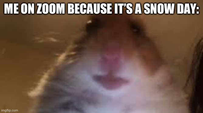 facetime hamster | ME ON ZOOM BECAUSE IT’S A SNOW DAY: | image tagged in facetime hamster | made w/ Imgflip meme maker