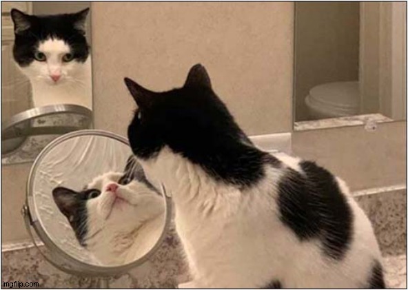 Who Are They ? | image tagged in cats,mirrors,refection | made w/ Imgflip meme maker