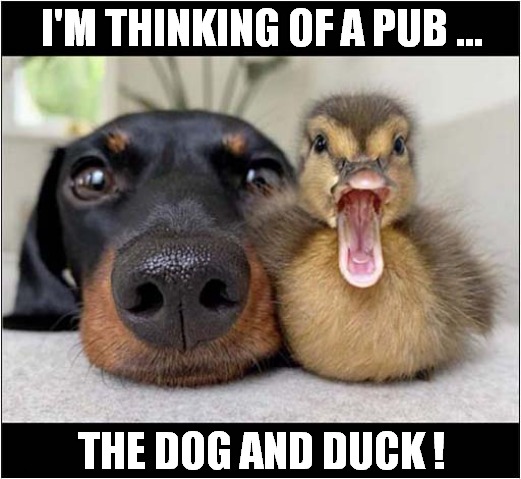 A Very UK Meme ! | I'M THINKING OF A PUB ... THE DOG AND DUCK ! | image tagged in dogs,duck,public house | made w/ Imgflip meme maker
