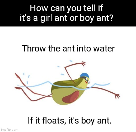 Ant gender | How can you tell if it's a girl ant or boy ant? Throw the ant into water; If it floats, it's boy ant. | image tagged in gender,gender identity,eyeroll,funny memes | made w/ Imgflip meme maker