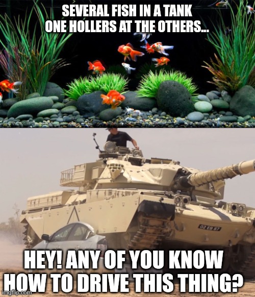 SEVERAL FISH IN A TANK
ONE HOLLERS AT THE OTHERS... HEY! ANY OF YOU KNOW HOW TO DRIVE THIS THING? | image tagged in fish,tank | made w/ Imgflip meme maker