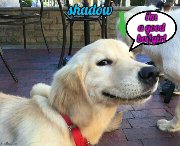 good boy dog | shadow i'm a good boi/girl | image tagged in good boy dog | made w/ Imgflip meme maker