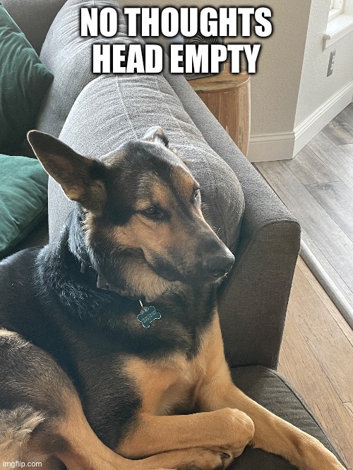 Iq -3 | NO THOUGHTS HEAD EMPTY | image tagged in dog | made w/ Imgflip meme maker