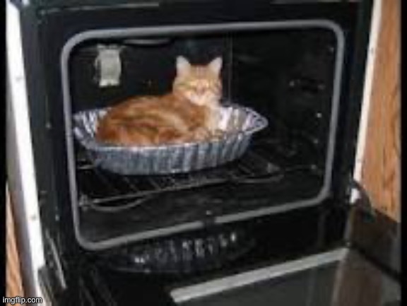 Cat in oven | image tagged in cat in oven | made w/ Imgflip meme maker