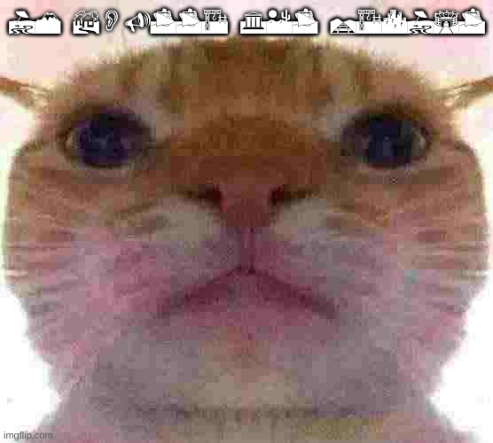 Bruh Face Cat | IM BOUTTA GET RACIST | image tagged in bruh face cat | made w/ Imgflip meme maker