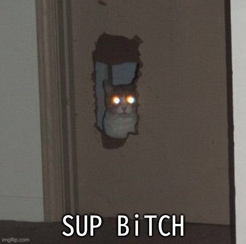 SUP BiTCH | image tagged in cat staring through the door | made w/ Imgflip meme maker