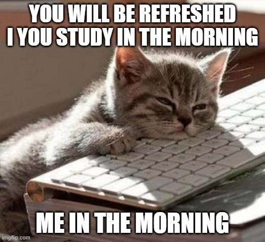 relatable | YOU WILL BE REFRESHED I YOU STUDY IN THE MORNING; ME IN THE MORNING | image tagged in tired cat | made w/ Imgflip meme maker