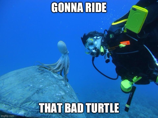 Octopus riding a sea turtle | GONNA RIDE; THAT BAD TURTLE | image tagged in octopus riding a sea turtle | made w/ Imgflip meme maker