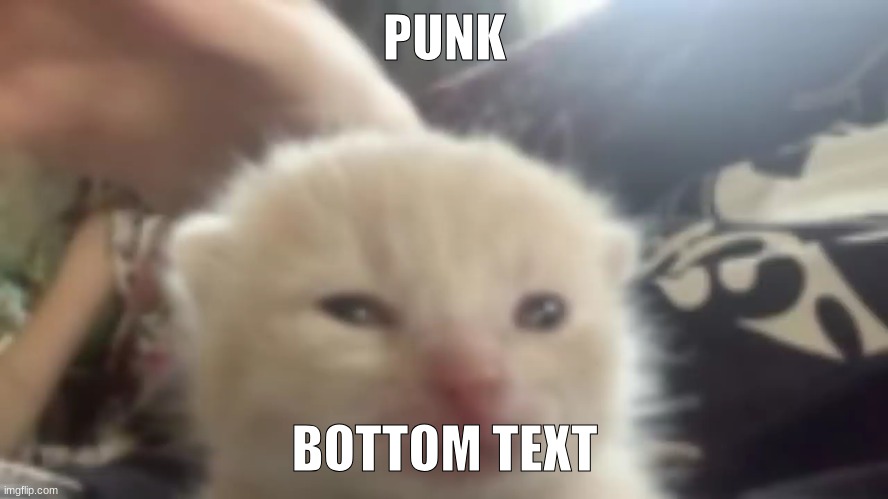im listening to the fight by a7x (it bussin) so naturally the edgy oc ideas come up | PUNK; BOTTOM TEXT | image tagged in cat staring | made w/ Imgflip meme maker