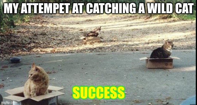 box cats | MY ATTEMPET AT CATCHING A WILD CAT; SUCCESS | image tagged in box,cats,cat,fun,kitten,funny | made w/ Imgflip meme maker