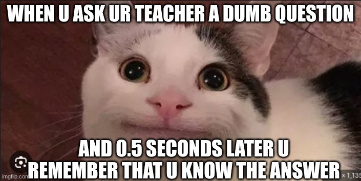 dumbness certificate | WHEN U ASK UR TEACHER A DUMB QUESTION; AND 0.5 SECONDS LATER U REMEMBER THAT U KNOW THE ANSWER | image tagged in u ask ur teacher,fun,funny,cat,sad,relatable | made w/ Imgflip meme maker