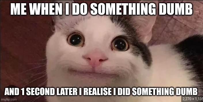 dumbness | ME WHEN I DO SOMETHING DUMB; AND 1 SECOND LATER I REALISE I DID SOMETHING DUMB | image tagged in cat,dumb,meow | made w/ Imgflip meme maker