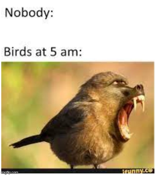 birds at 5 am | image tagged in memes,funny,birds | made w/ Imgflip meme maker