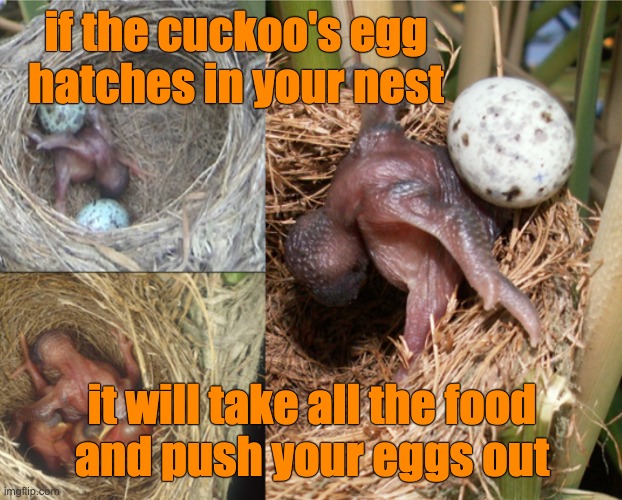 if the cuckoo's egg
hatches in your nest it will take all the food
and push your eggs out | made w/ Imgflip meme maker