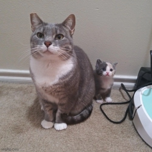 Kitten hiding behind a cat | image tagged in kitten hiding behind a cat | made w/ Imgflip meme maker