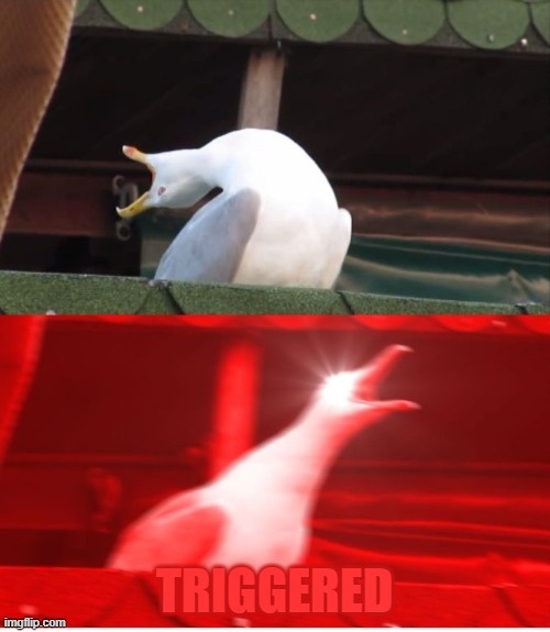 Screamin seagull | TRIGGERED | image tagged in screamin seagull | made w/ Imgflip meme maker