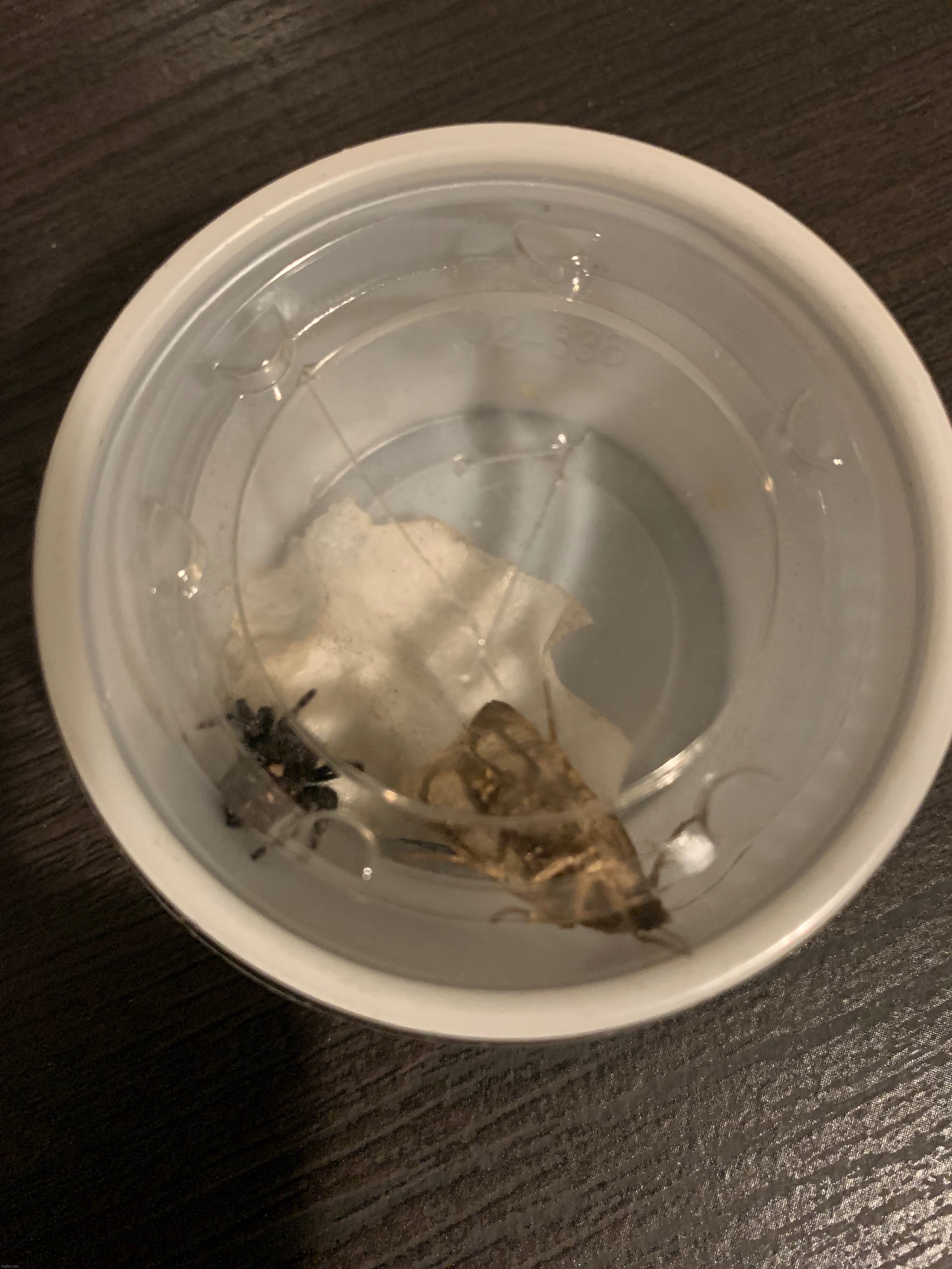 Jumping spider hasn’t eaten in over a month and it still ignores food | made w/ Imgflip meme maker