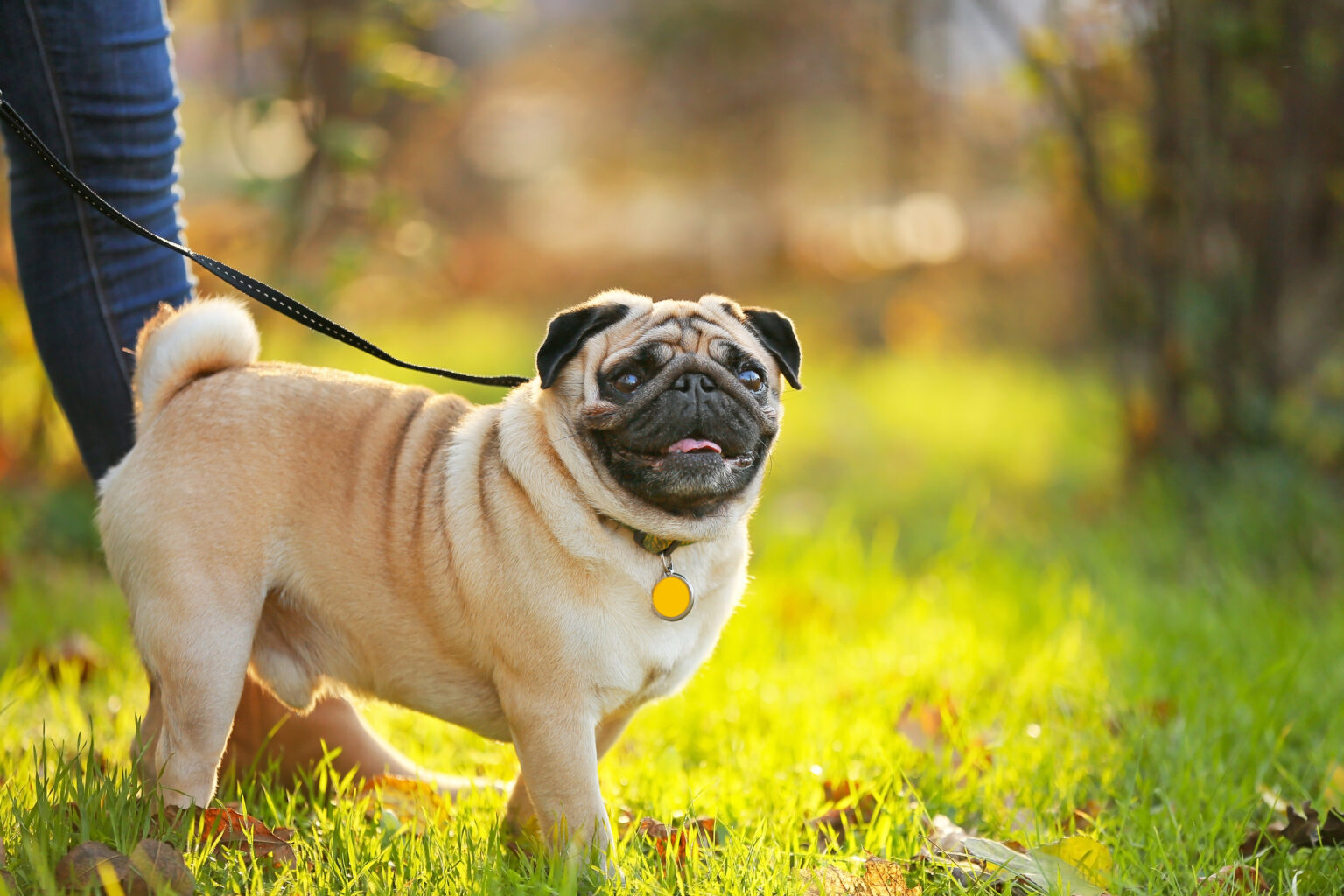 Pug on a walk Blank Meme Template