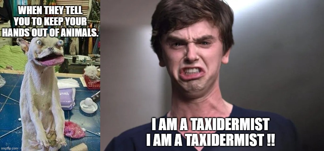 WHEN THEY TELL YOU TO KEEP YOUR HANDS OUT OF ANIMALS. I AM A TAXIDERMIST I AM A TAXIDERMIST !! | image tagged in i am a surgeon | made w/ Imgflip meme maker