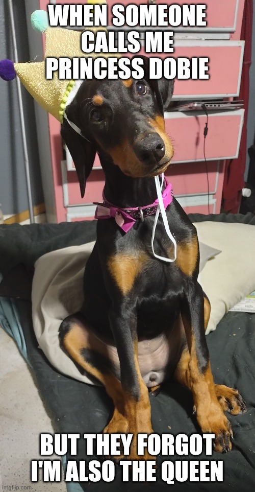 Princess Jordan | WHEN SOMEONE CALLS ME PRINCESS DOBIE; BUT THEY FORGOT I'M ALSO THE QUEEN | image tagged in jordan the dobie | made w/ Imgflip meme maker