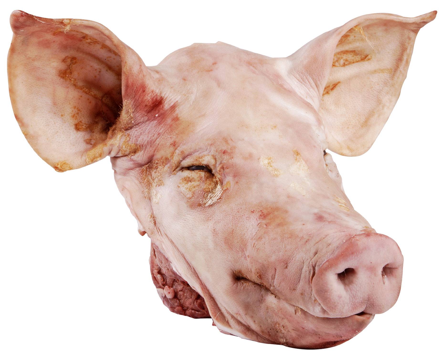 High Quality pig head Blank Meme Template