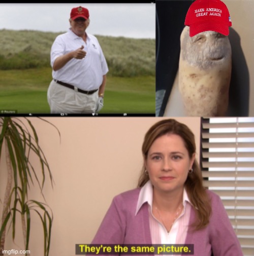 image tagged in fat donald trump,sick potato,memes,they're the same picture | made w/ Imgflip meme maker