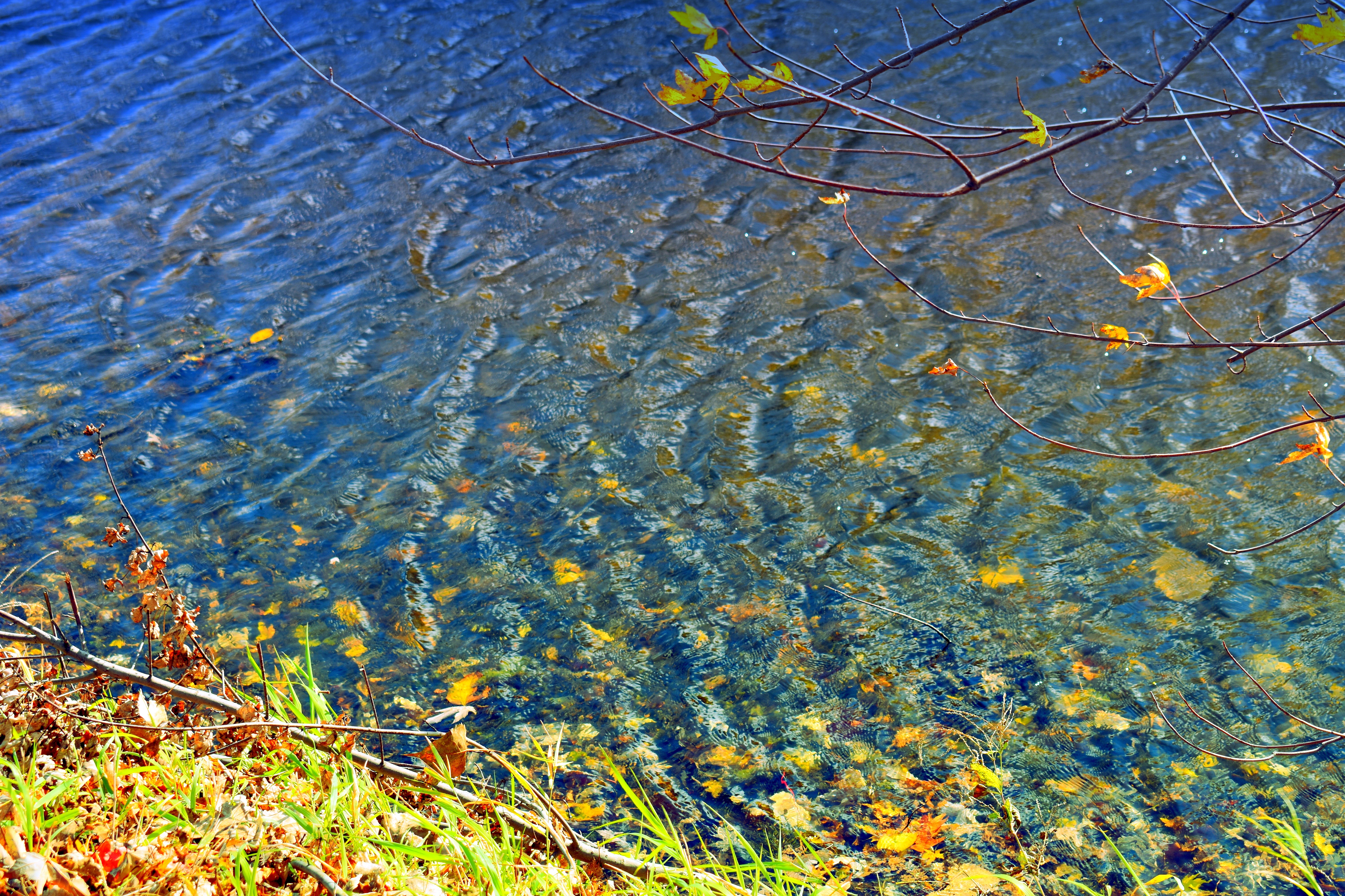 leaves in my creek | made w/ Imgflip meme maker