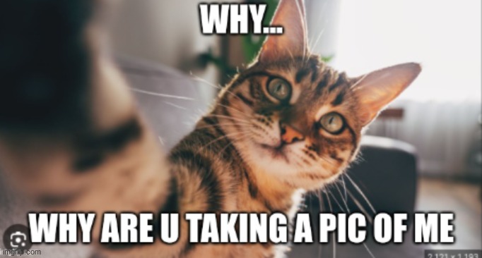 picture cat | image tagged in cat,pic,funny | made w/ Imgflip meme maker