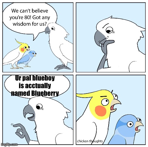 Search it up | Ur pal blueboy is acctually named Blueberry | image tagged in custom ur wise cockatoo | made w/ Imgflip meme maker