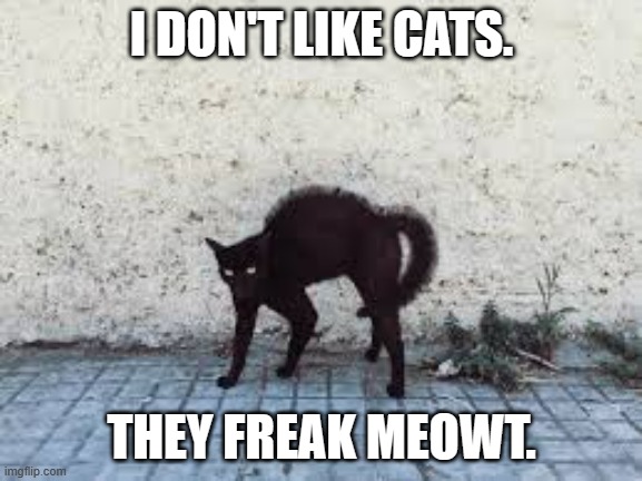 meme by Brad cats freak meowt | I DON'T LIKE CATS. THEY FREAK MEOWT. | image tagged in cats | made w/ Imgflip meme maker