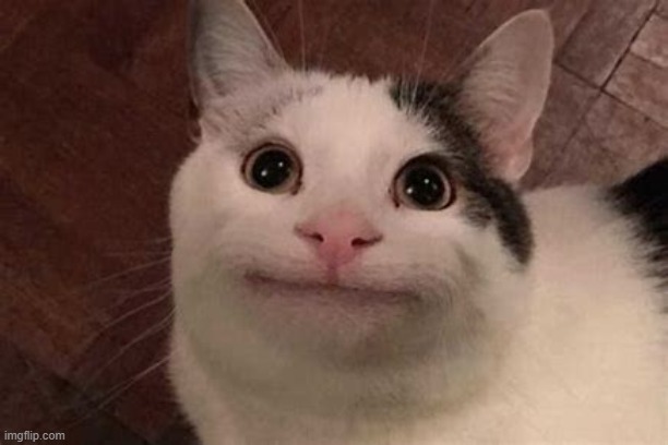 Polite Cat | image tagged in polite cat | made w/ Imgflip meme maker