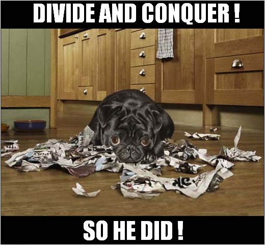 Remember This Saying ? | DIVIDE AND CONQUER ! SO HE DID ! | image tagged in dogs,divide and conquer,newspaper | made w/ Imgflip meme maker