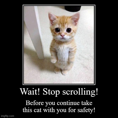 Wait! | Wait! Stop scrolling! | Before you continue take this cat with you for safety! | image tagged in funny,demotivationals | made w/ Imgflip demotivational maker