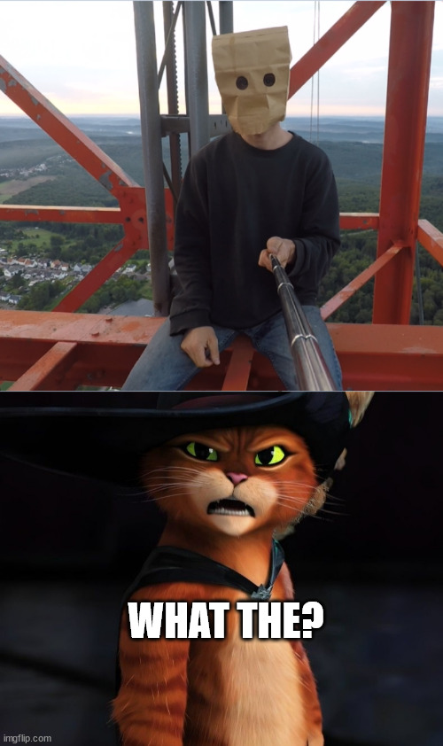 Gato meme - Imgflip