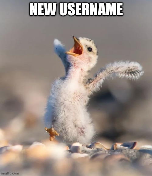 Celebration birdie | NEW USERNAME | image tagged in celebration birdie | made w/ Imgflip meme maker